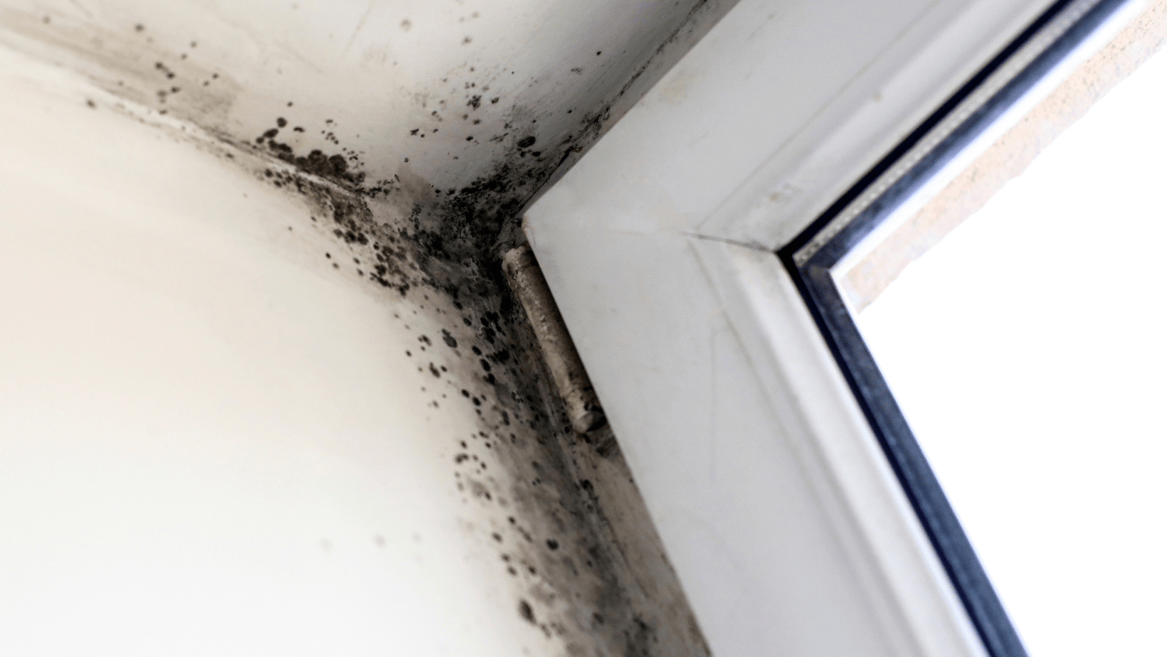 signs of mold damage